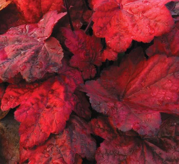 HEUCHERA 'Autumn Leaves'®