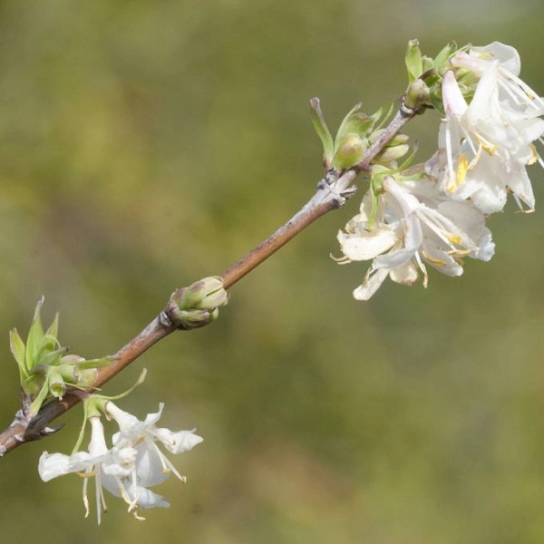 LONICERA fragrantissima - Chèvrefeuille d'hiver parfumé