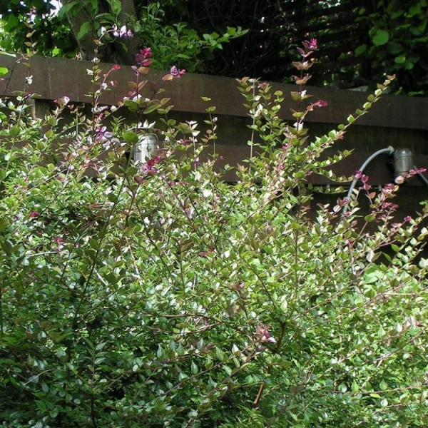 LONICERA nitida