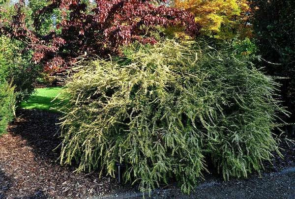 LONICERA nitida 'Baggesen's Gold' - Chèvrefeuille arbustif à feuilles dorées 'Baggessen's Gold'.