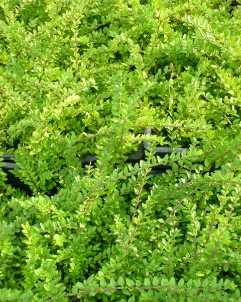 LONICERA nitida 'Maigrün' - Chèvrefeuille rampant et tapissant 'Maigrün'