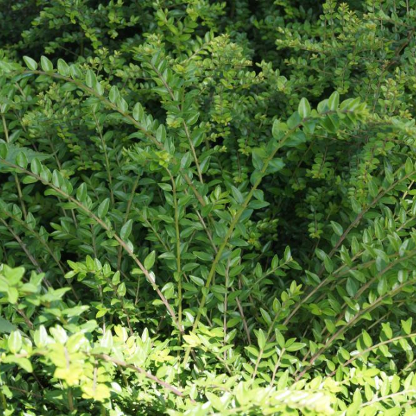 LONICERA nitida 'Maigrün' - Chèvrefeuille rampant et tapissant 'Maigrün'