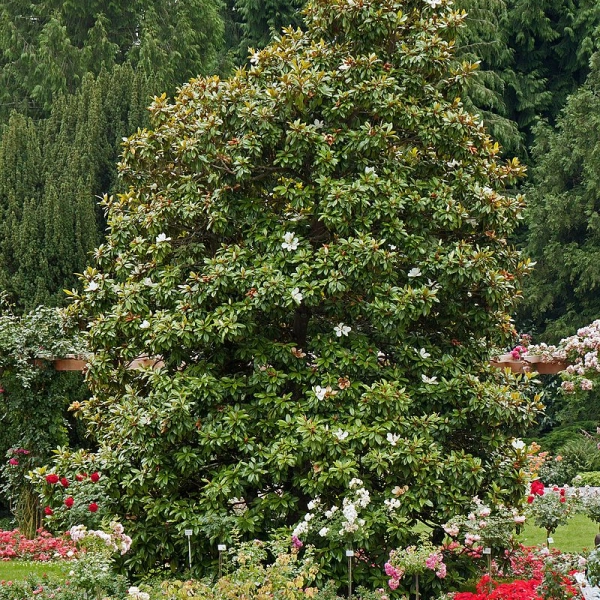 MAGNOLIA grandiflora 'Galissoniensis' - Magnolia à grandes fleurs 'Galissoniensis'