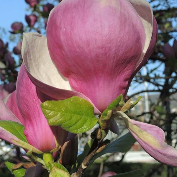 MAGNOLIA soulangeana 'Lennei' - Magnolia 'Lennei'