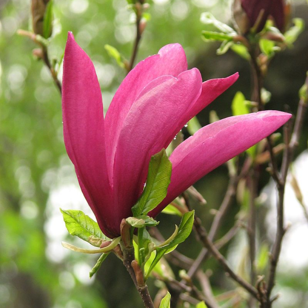 MAGNOLIA Susan - Magnolia parfumé