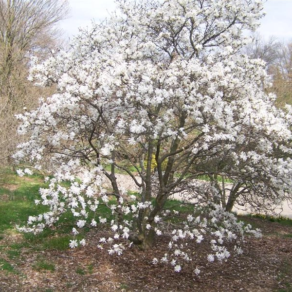 MAGNOLIA Stellata 'Royal Star' - Magnolia étoilé rose clair 'royal Star'