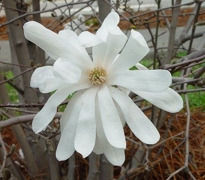 MAGNOLIA Stellata 'Royal Star' - Magnolia étoilé rose clair 'royal Star'