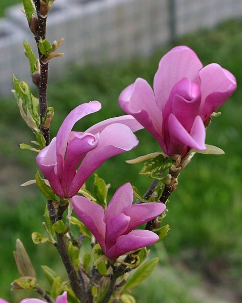 MAGNOLIA 'Liliflora Nigra' - Magnolia à fleurs de Lys 'Liliflora Nigra'