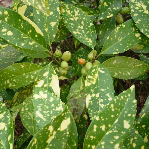 AUCUBA japonica 'Variegata' - Aucuba à feuilles panachées 'Variegata'