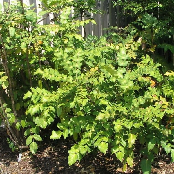 MAHONIA japonica 'Bealei' - Mahonia japonais Bealei