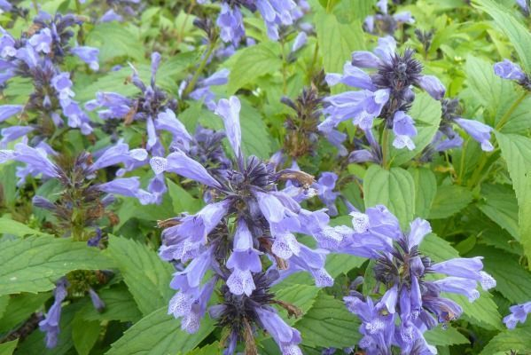 NEPETA subsessilis 'Laufen' - Chataire