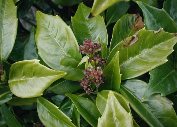 AUCUBA japonica 'Rozannie' - Aucuba du japon 'Rozannie'