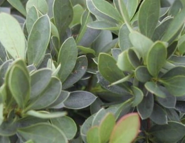 BERBERIS buxifolia 'Nana' - Epine vinette