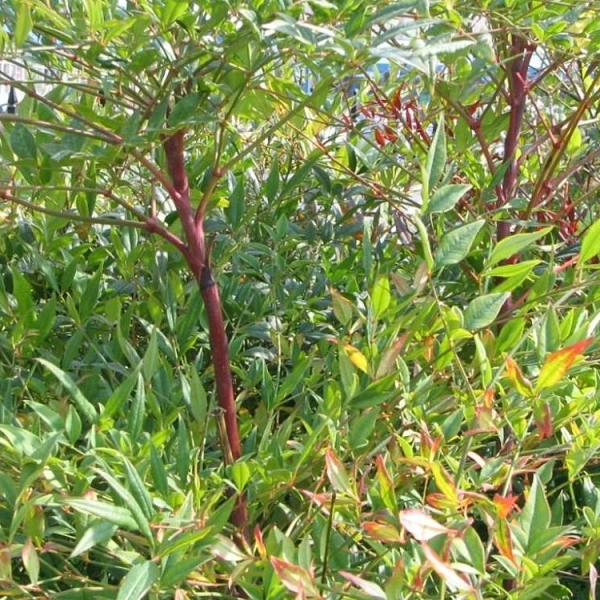 NANDINA domestica 'Richmond' - Bambou sacré 'Plum passion'