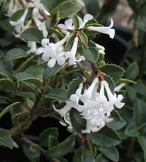 OSMANTHUS delavayi - Omanthe de Delaway