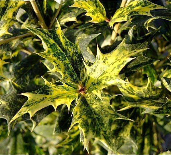 OSMANTHUS heterophyllus 'Tricolor' - Osmanthe à feuilles variables 'Tricolor'