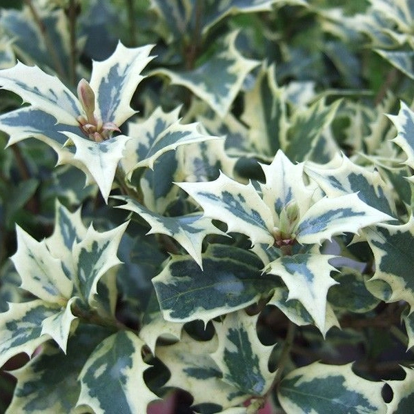 OSMANTHUS heterophyllus 'Variegatus' - Osmanthus à feuilles variables panachées