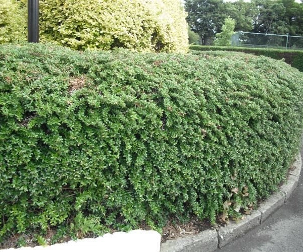 BERBERIS candidula - Epine vinette candidula