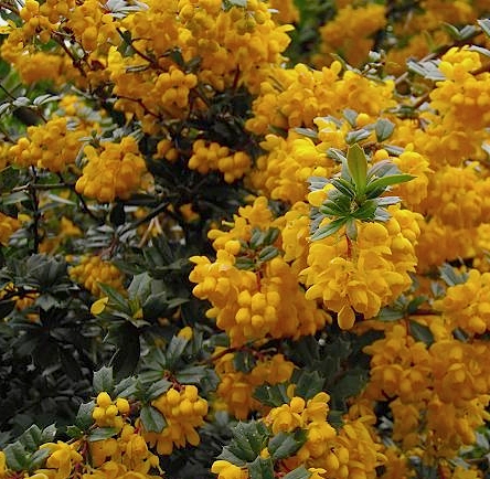 BERBERIS darwinii - Vernaculaire de vinettier de darwin, épine vinette de ' Darwin '