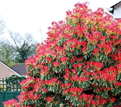 PIERIS japonica 'Flaming Silver' - Andromède 'Flaming Silver'