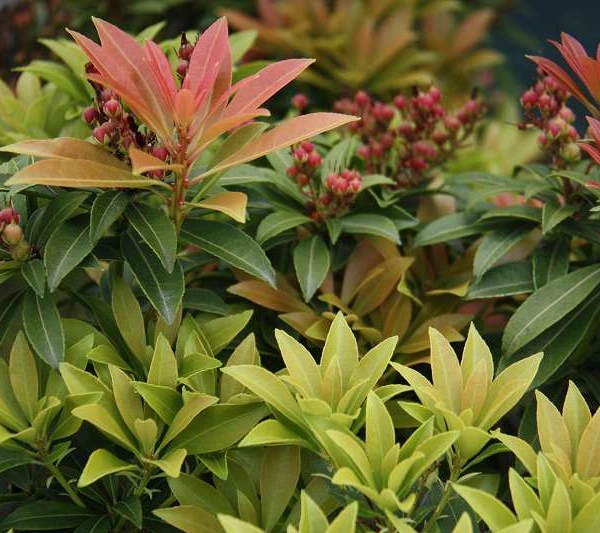 PIERIS japonica 'Cupido' - Andromède du Japon 'Cupido'.