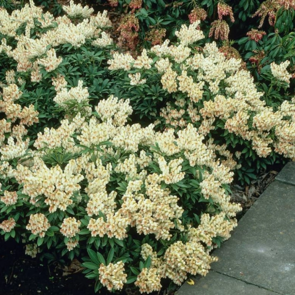 PIERIS japonica 'Débutante'