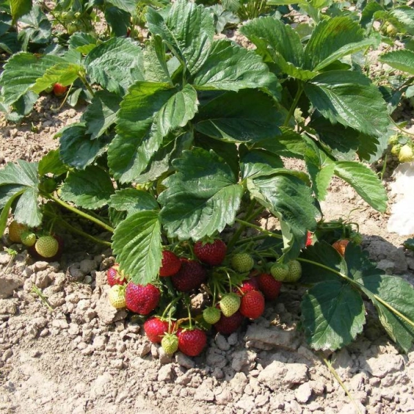 FRAISIER Belrubi Non-Remontant - Plant de Fraisier en godet de 8 cm