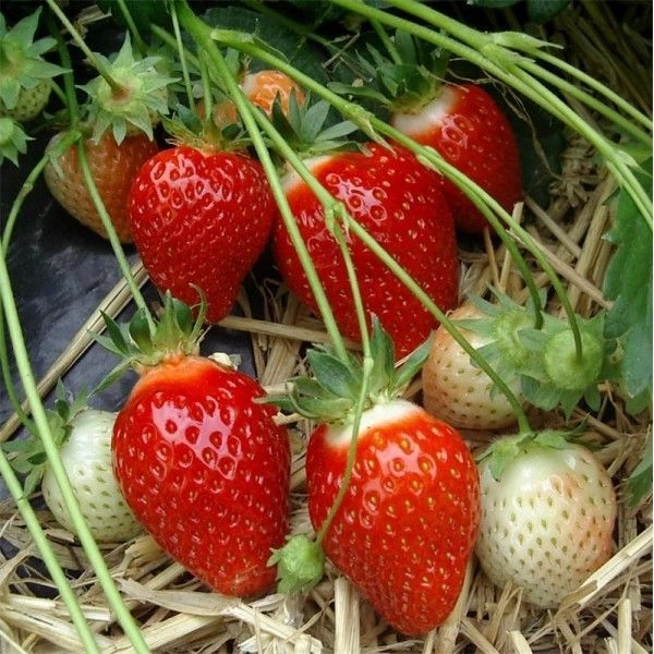 FRAISIER Cireine Non-Remontant - Plant de Fraisier en godet de 8 cm