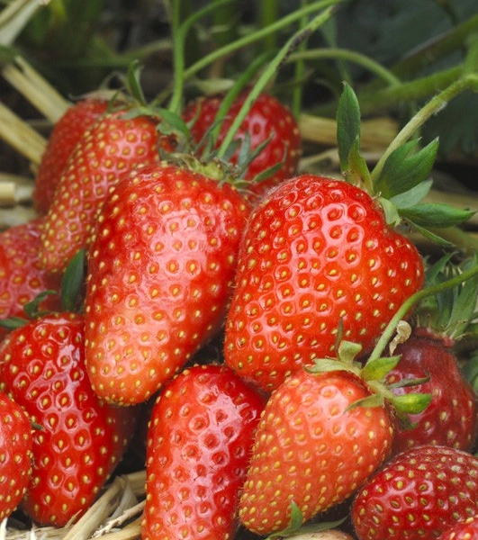 FRAISIER Gariguette Non-Remontant - Plant de Fraisier en godet de 8 cm