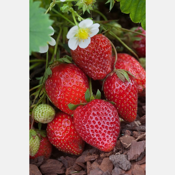 FRAISIER Ostara Remontant - Plant de Fraisier en godet de 8 cm