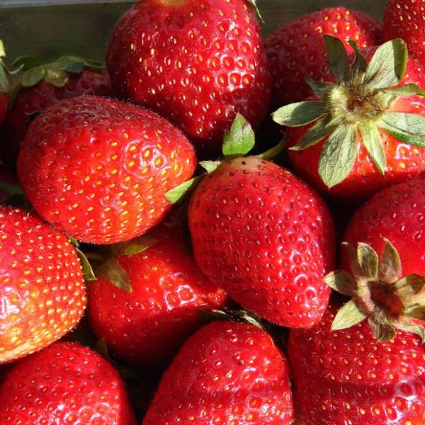 FRAISIER Red Gauntlet Non-Remontant - Plant de Fraisier en godet de 8 cm