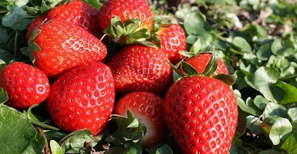 FRAISIER Sengana Non-Remontant - Plant de Fraisier en godet de 8 cm