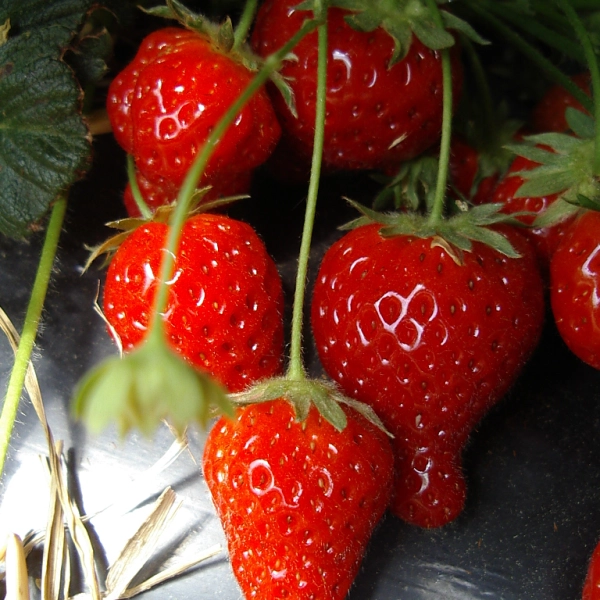 FRAISIER Cijosée Remontant - Plant de Fraisier en godet de 8 cm