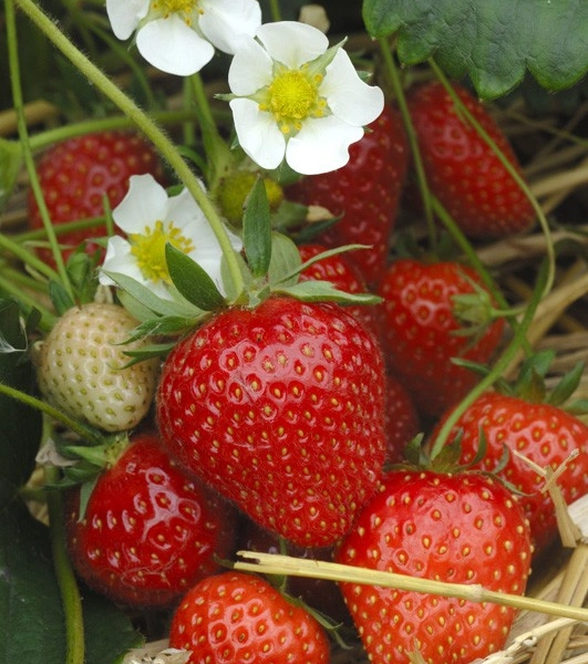 FRAISIER Cirafine Remontant - Plant de Fraisier en godet de 8 cm