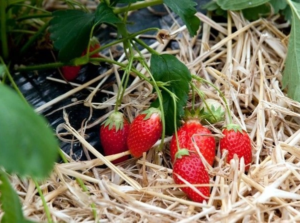 FRAISIER Ciflorette Non-Remontant - Plant de Fraisier en godet de 8 cm