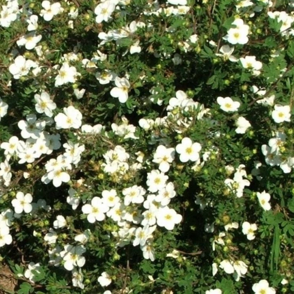POTENTILLA fruticosa 'Abbotswood' - Potentille arbustive 'Abbotswood'