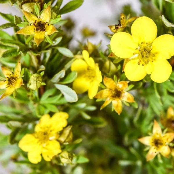 POTENTILLA fruticosa 'Farreri' - Potentille arbustive 'Farreri'