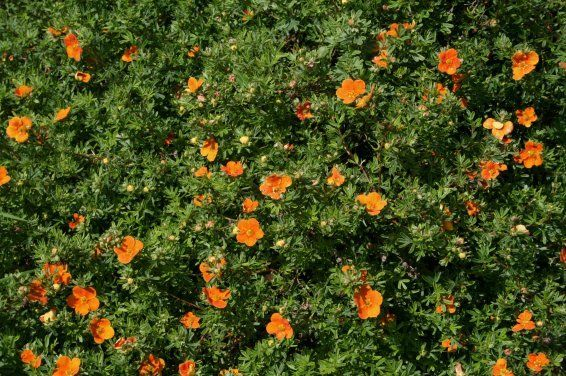 POTENTILLA fruticosa Hoppley's Orange - Potentile 'Hopley's Orange'