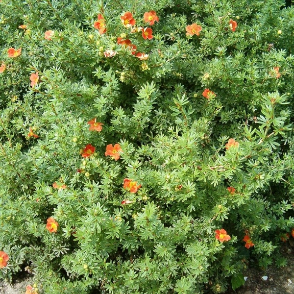 POTENTILLA fruticosa 'Red Ace' - Potentille arbustive 'Red Ace