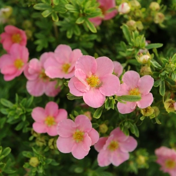 POTENTILLA fruticosa 'Lovely Pink'® - Potentille 'Pink Beauty'®