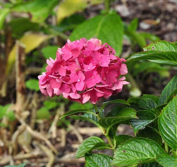HYDRANGEA 'Rouge' - Hortensia Rouge