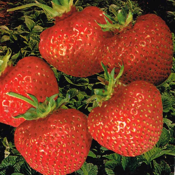 FRAISIER Surprise des Halles Non-Remontant - Plant de Fraisier en godet de 8 cm