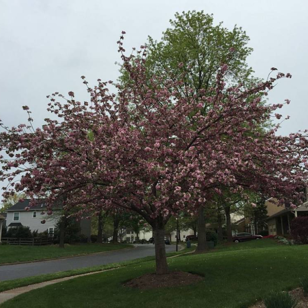 PRUNUS cerasifera 'Nigra', 'Pissardii' - Cerisier à fleurs, au feuillage pourpre