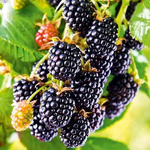 Mûre 'Black Satin' - Rubus fruticosus 'Black Satin'