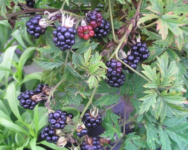 Mûre 'Thornless Evergreen' - Rubus fruticosus 'Thornless Evergreen'