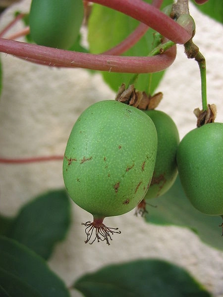KIWI KIWAI arguta 'Weiki' (mâle) - ACTINIDIA arguta 'Weiki'