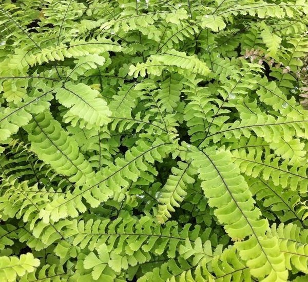 ADIANTUM pedatum 'Imbricatum'