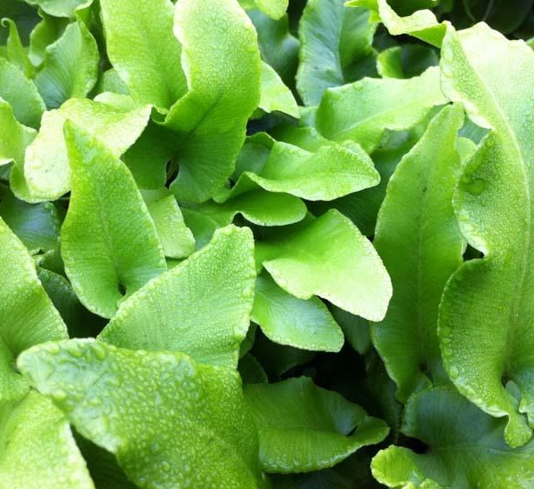 ASPLENIUM scolopendrium 'Undulatum' - Fougère Scolopendre