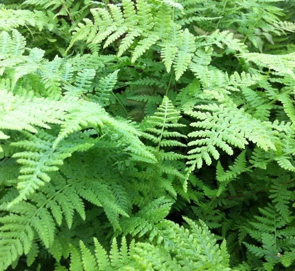 ATHYRIUM filix-femina 'Lady in Red' - Fougère