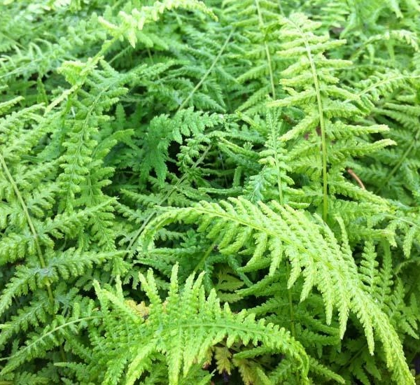 ATHYRIUM filix-femina 'Victoriae' - Fougère